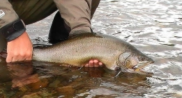 Feeding ground Feeding ground