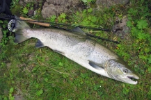 A whole fish and half a rod A whole fish and half a rod