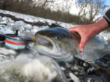 A big kelt A big kelt