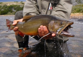 What a beauty What a beauty