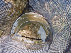 In the net In the net