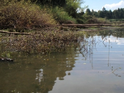 More hidings for fish More hidings for fish