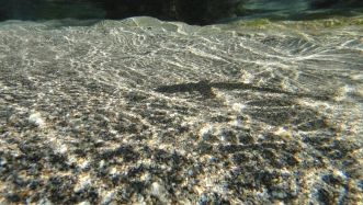 Well camouflaged Well camouflaged