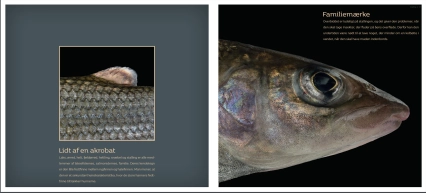 FISK - scaled-up - pages FISK - scaled-up - pages