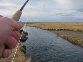 Small river, big fish Small river, big fish