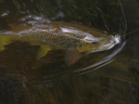 With elk haird caddis With elk haird caddis
