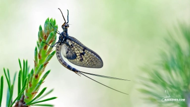 Ephemera danica Ephemera danica