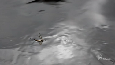 Ephemera danica Ephemera danica