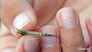 Ephemera danica Ephemera danica