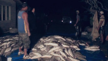 Netted bonefish Netted bonefish