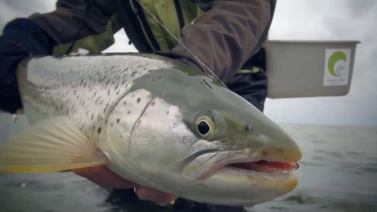 A hefty coastal trout A hefty coastal trout