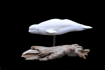 Beluga whale Beluga whale