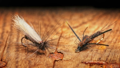 Adult and nymph Adult and nymph