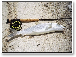 A decent bone A decent bone