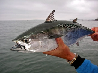 The quarry The quarry