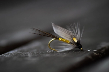 Grey Monkey Grey Monkey