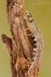 Rhyacophila Rhyacophila