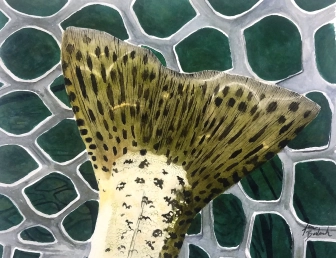 Searun Motor Searun Motor