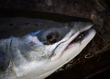 On the hitch On the hitch