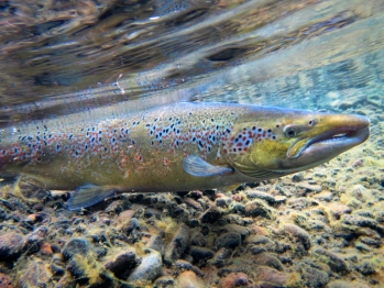 The release The release