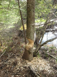 Beaver at Work Beaver at Work