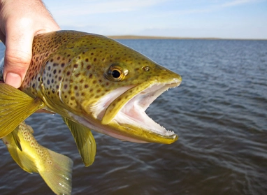 Brownies like it Brownies like it