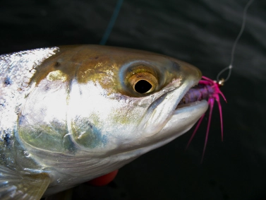 Polar Magnus Polar Magnus