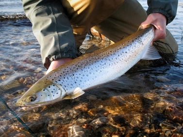 Sea trout Sea trout