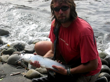 Baby tarpon Baby tarpon