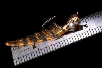 Three centimetres of miniature minnow Three centimetres of miniature minnow