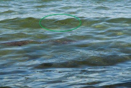 There's a mullet! There's a mullet!