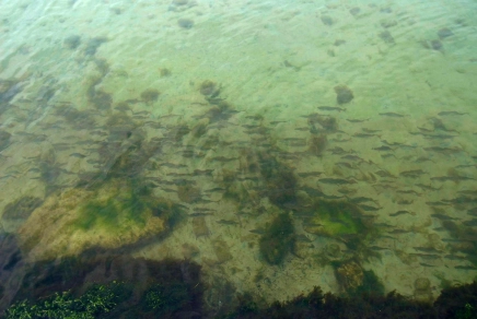 Roach in sight Roach in sight