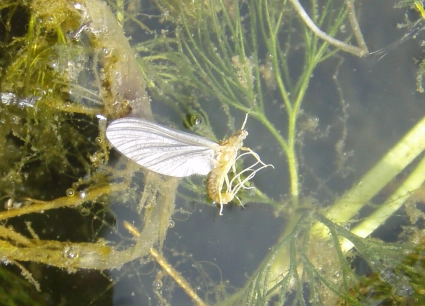 Casualty Dun BWO Casualty Dun BWO