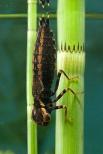 Dragonfly nymph Dragonfly nymph