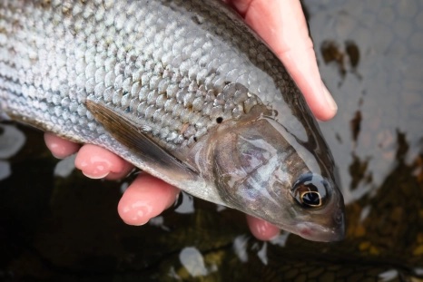 Taff grayling Taff grayling