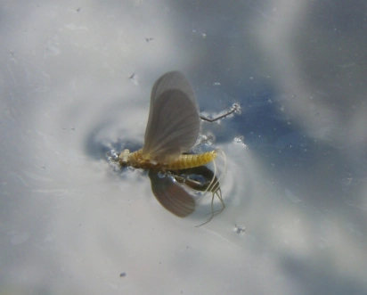 Casualty Dun BWO Casualty Dun BWO