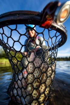 Alaskan Leopard Alaskan Leopard