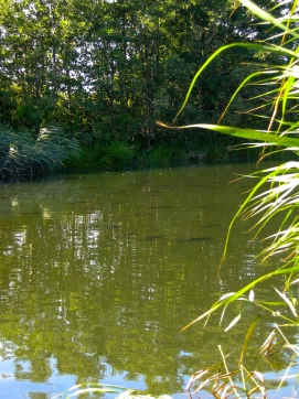Bream in the stream Bream in the stream