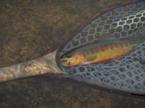 The California State Fish The California State Fish