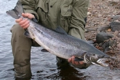 A nice Kola salmon A nice Kola salmon