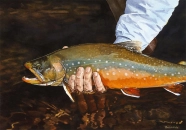 Last look, Alaskan Arctic char Last look, Alaskan Arctic char