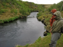 There are 8 kg/16 lbs. brown trout in this little stream. There are 8 kg/16 lbs. brown trout in this little stream.