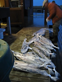 Weighing in Weighing in