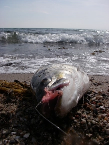 Pig, Trout and Waves Pig, Trout and Waves