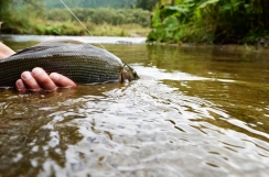 Dark colored fighting machine Dark colored fighting machine