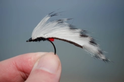 Zebra Zkinny Zebra Zkinny