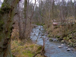 A spawning stream A spawning stream