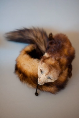 Mink stole Mink stole