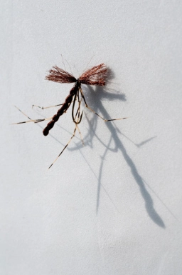 Brown mundane crane fly Brown mundane crane fly