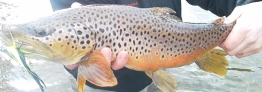Brown trout Brown trout